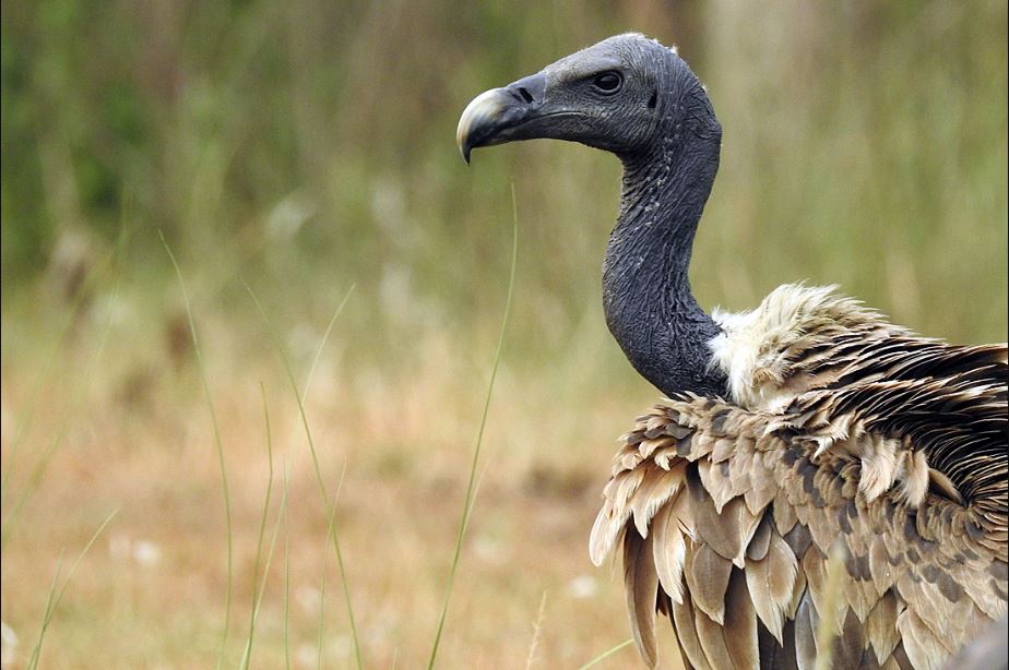 गिद्ध दिवस मनाइँदै